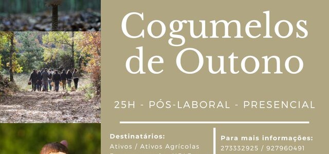 cogumelos_de_outono